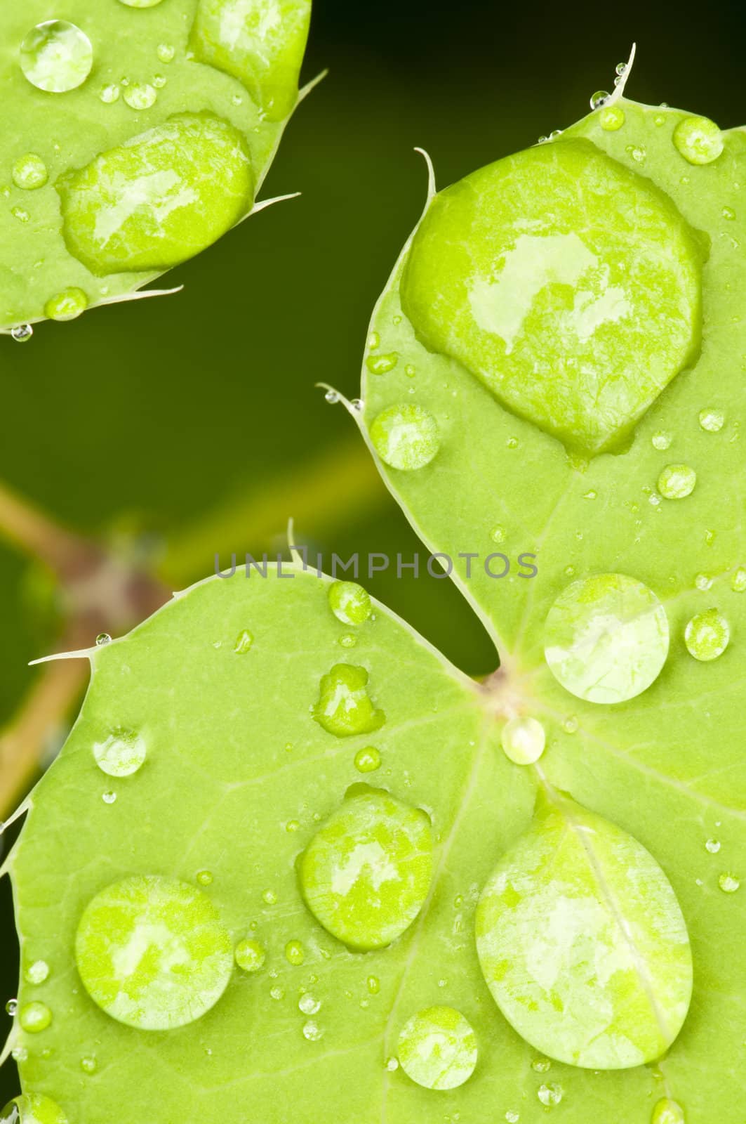 Macro of a green Leaf with rain drops