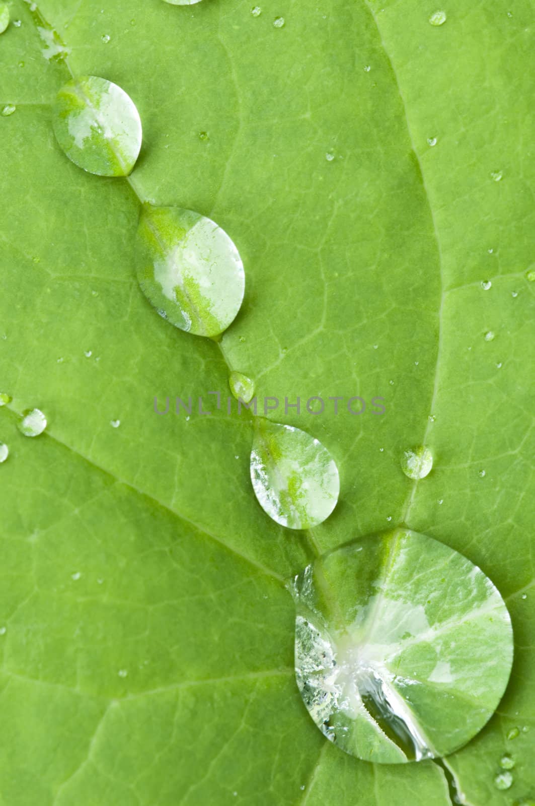 Macro of a green Leaf with rain drops