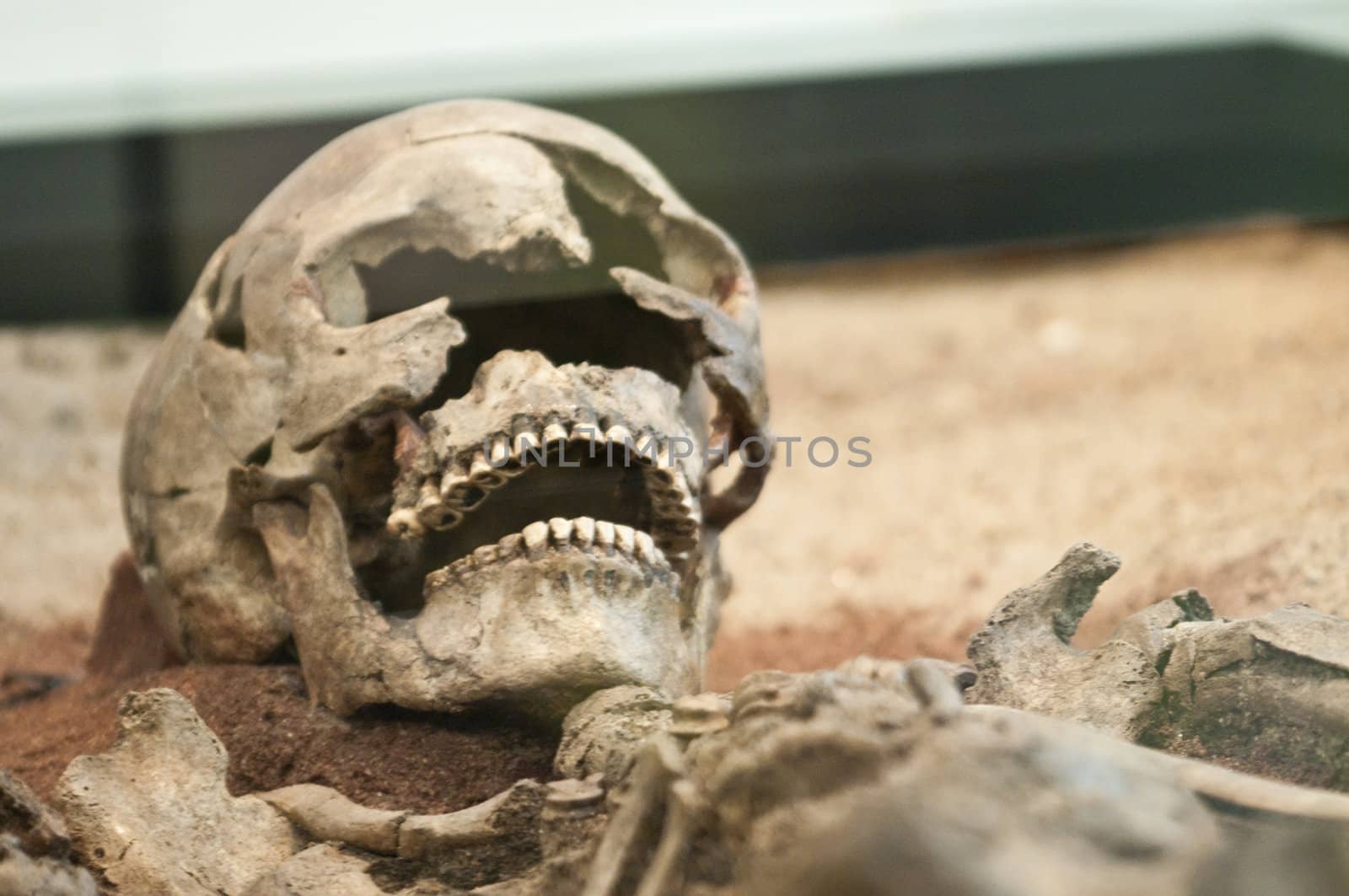 Fossil skull of a woman