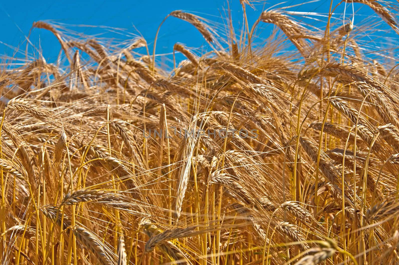 field of barley