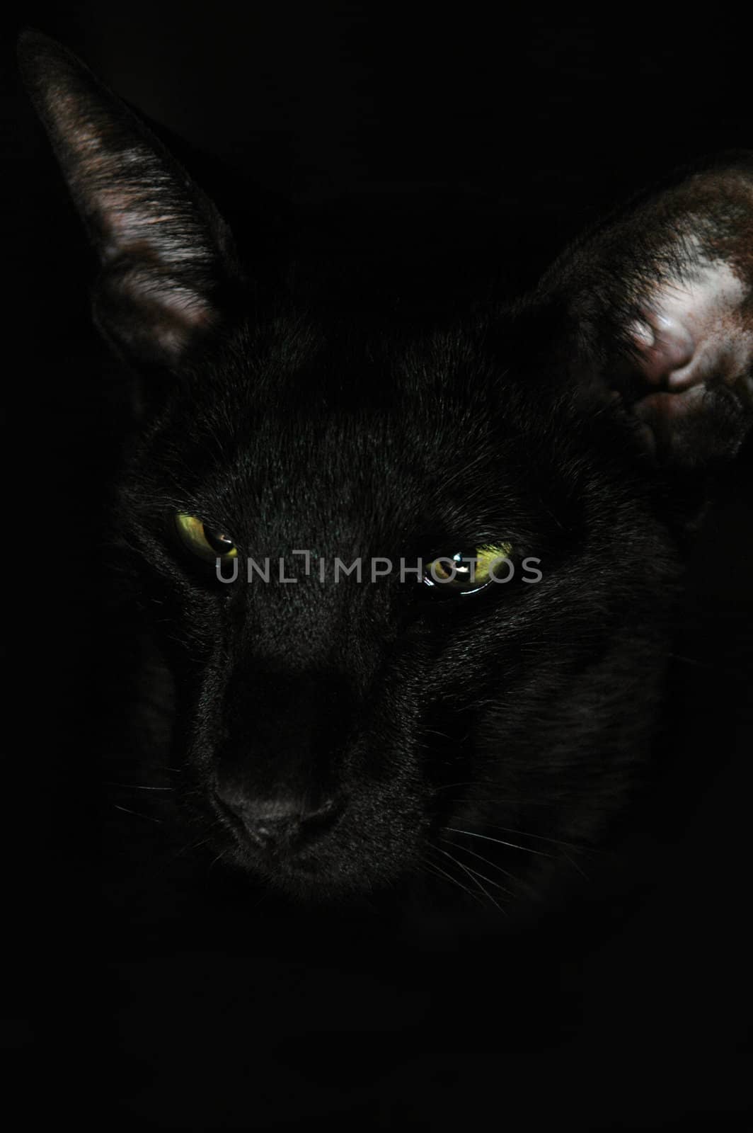 Black cat on black background. 