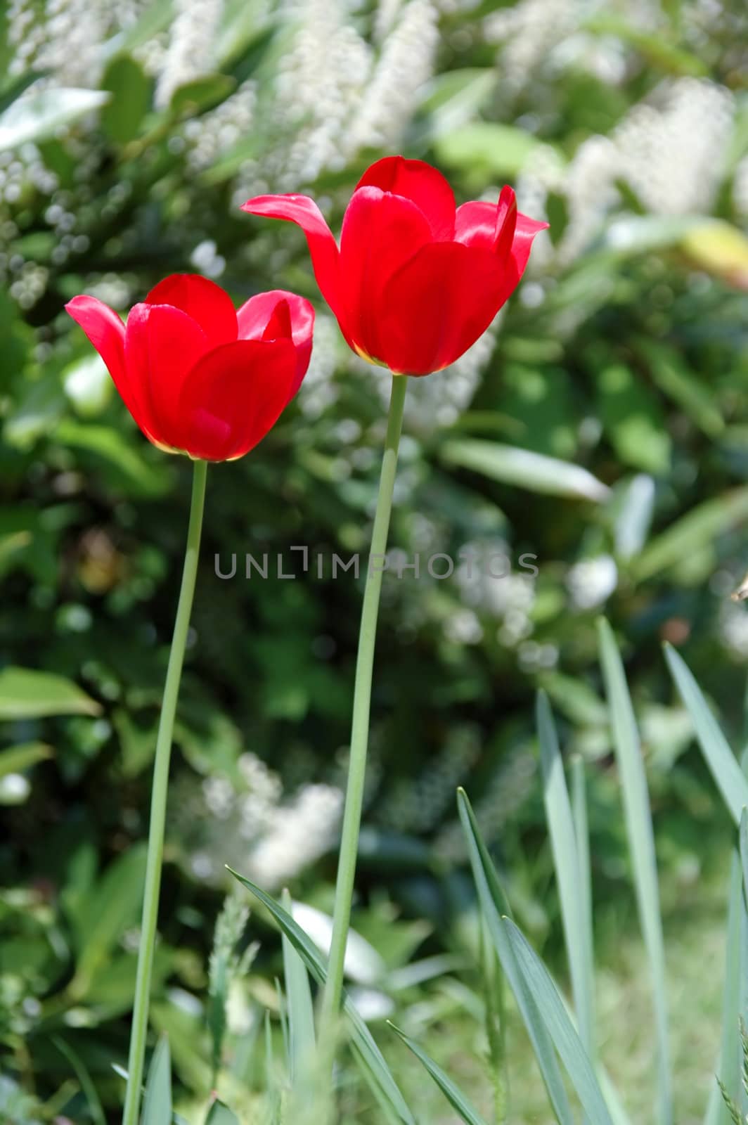 Two tulips are in focus. The other plants in the background are in blur.