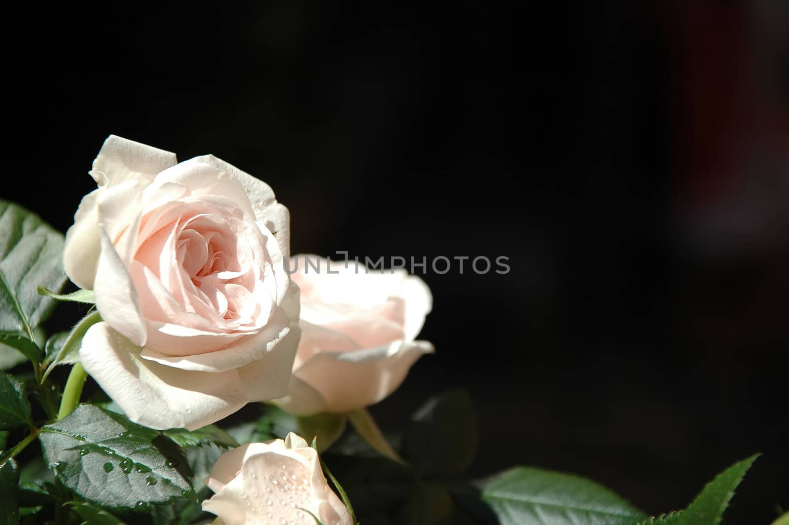White roses and water drops.