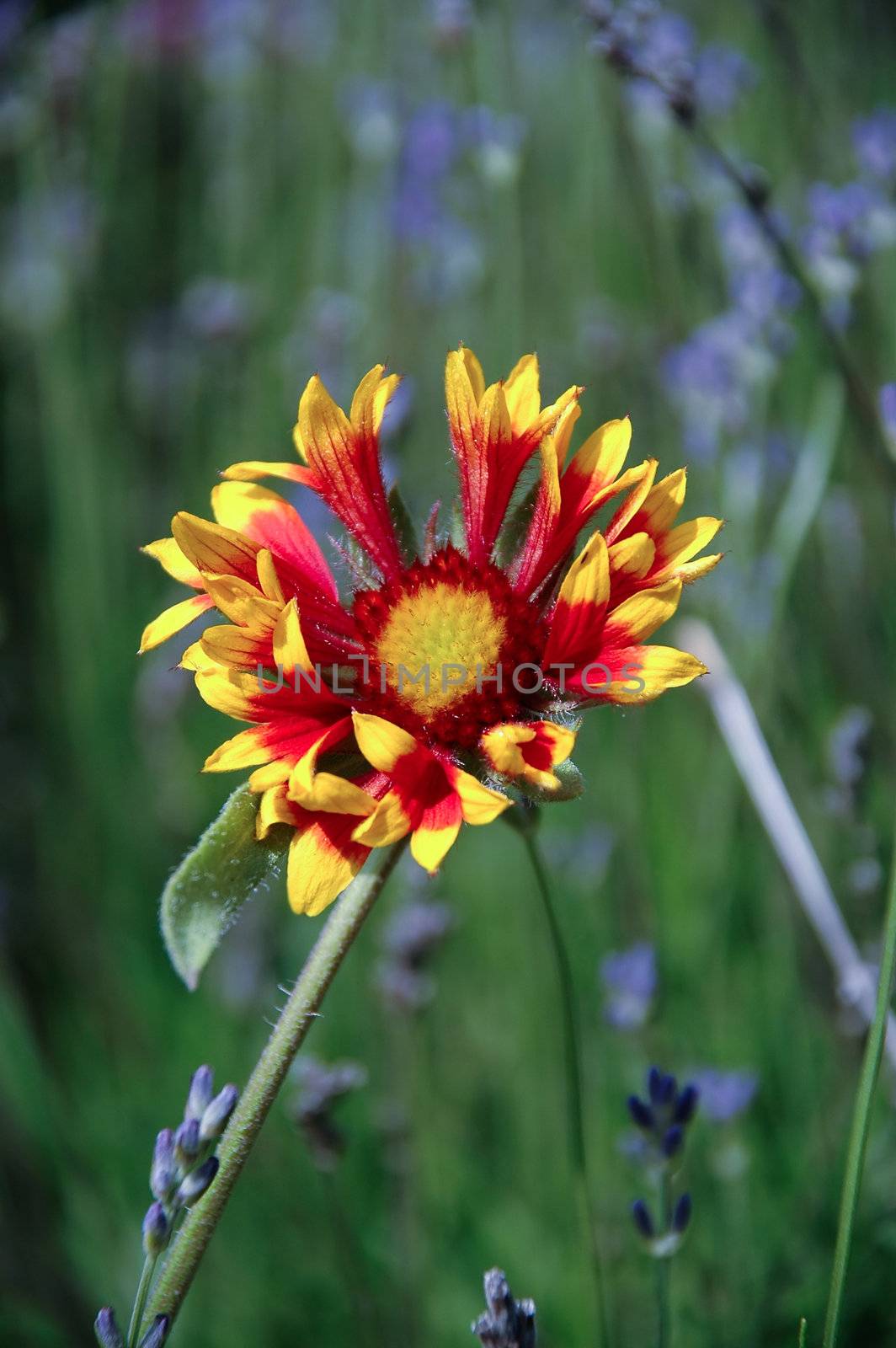 Strange flower. You can see other flowers in the  background. 