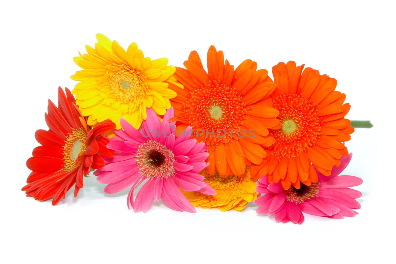 Bouquet of daisies on white background.