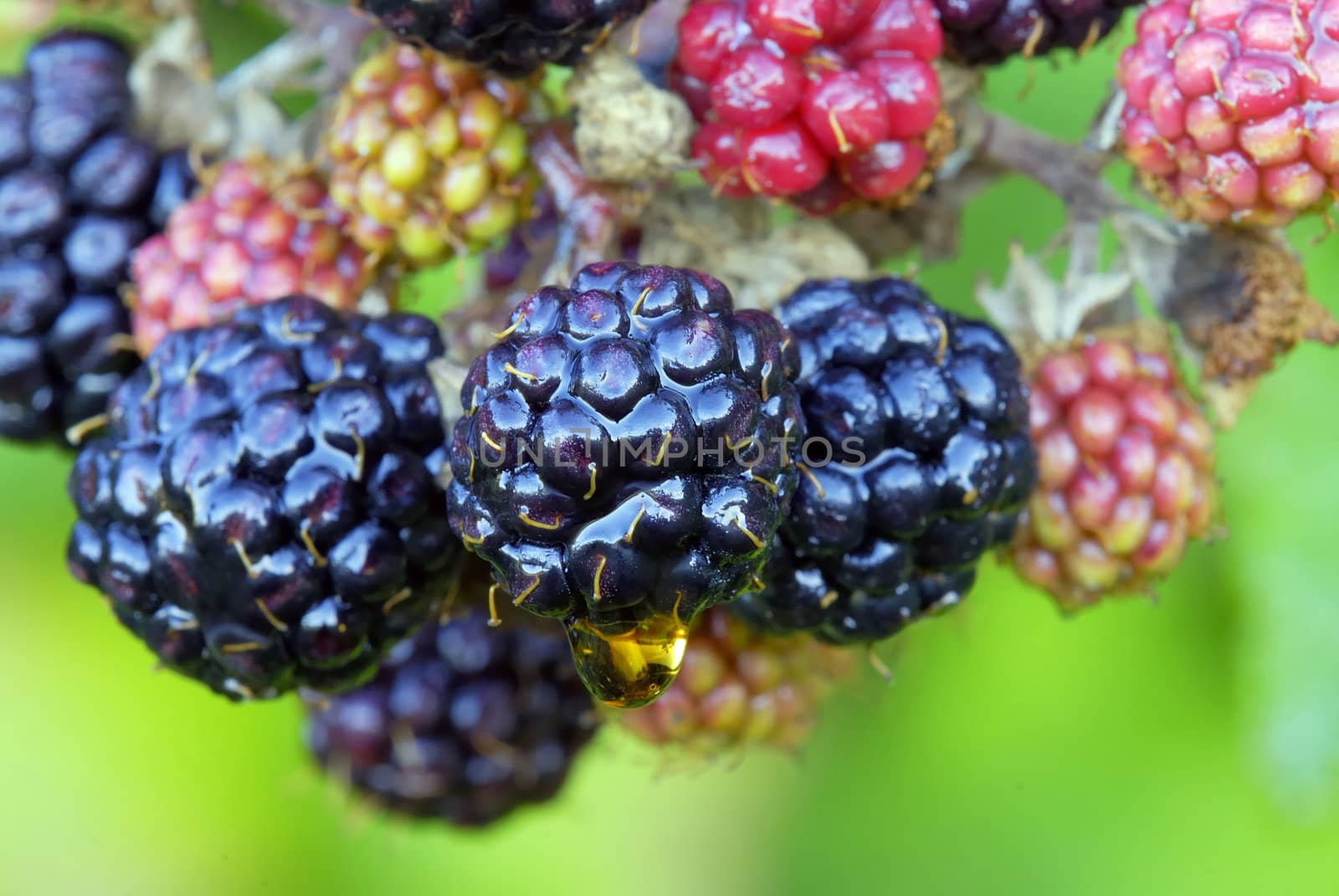 Fruits of blackberry, bramble