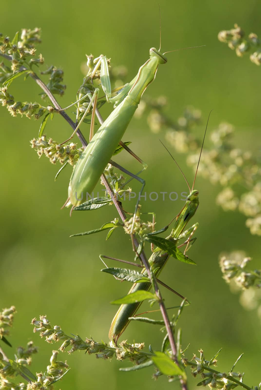 Mantis religiosa male and female insects
