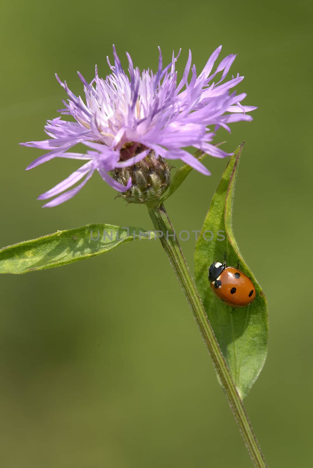 Flower of cornflower, bluebottle, fleur-de-lis (Centaurea cyanus) with Ladybird (Coccinella septempunctata) 
