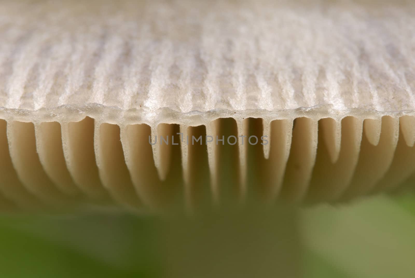 Close-up of a mushroom hat edge with gills 