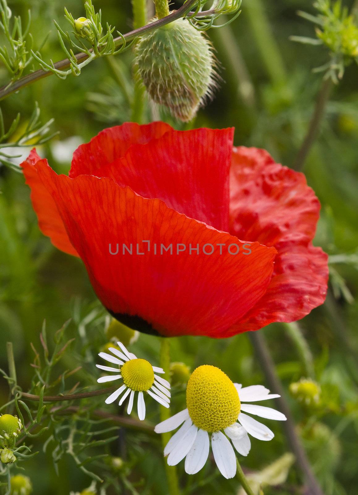 Red Poppy flower and yellow and white chamomille flower