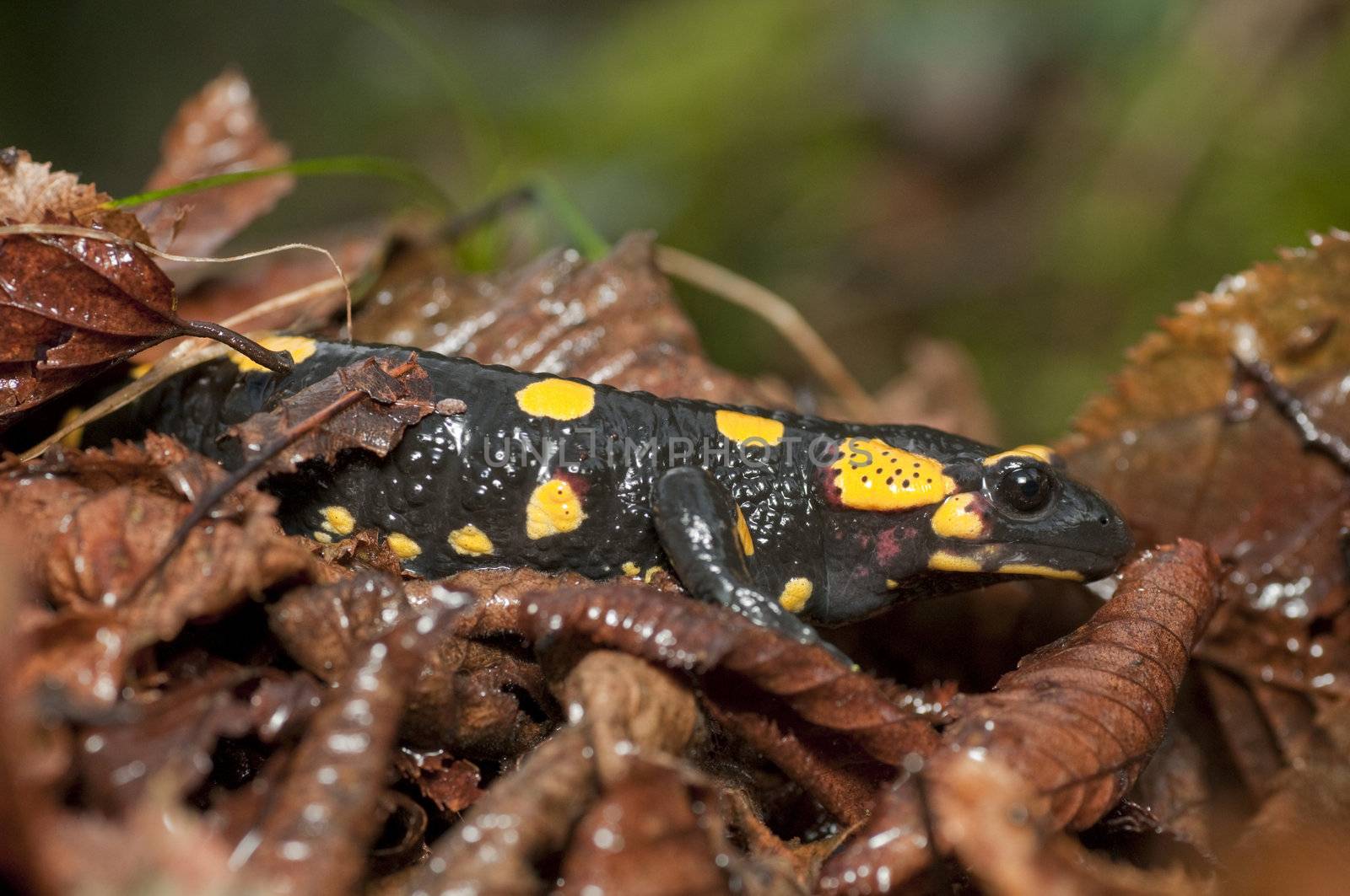  Fire Salamander among humid, dead leaves (Salamandra salamandra) 
