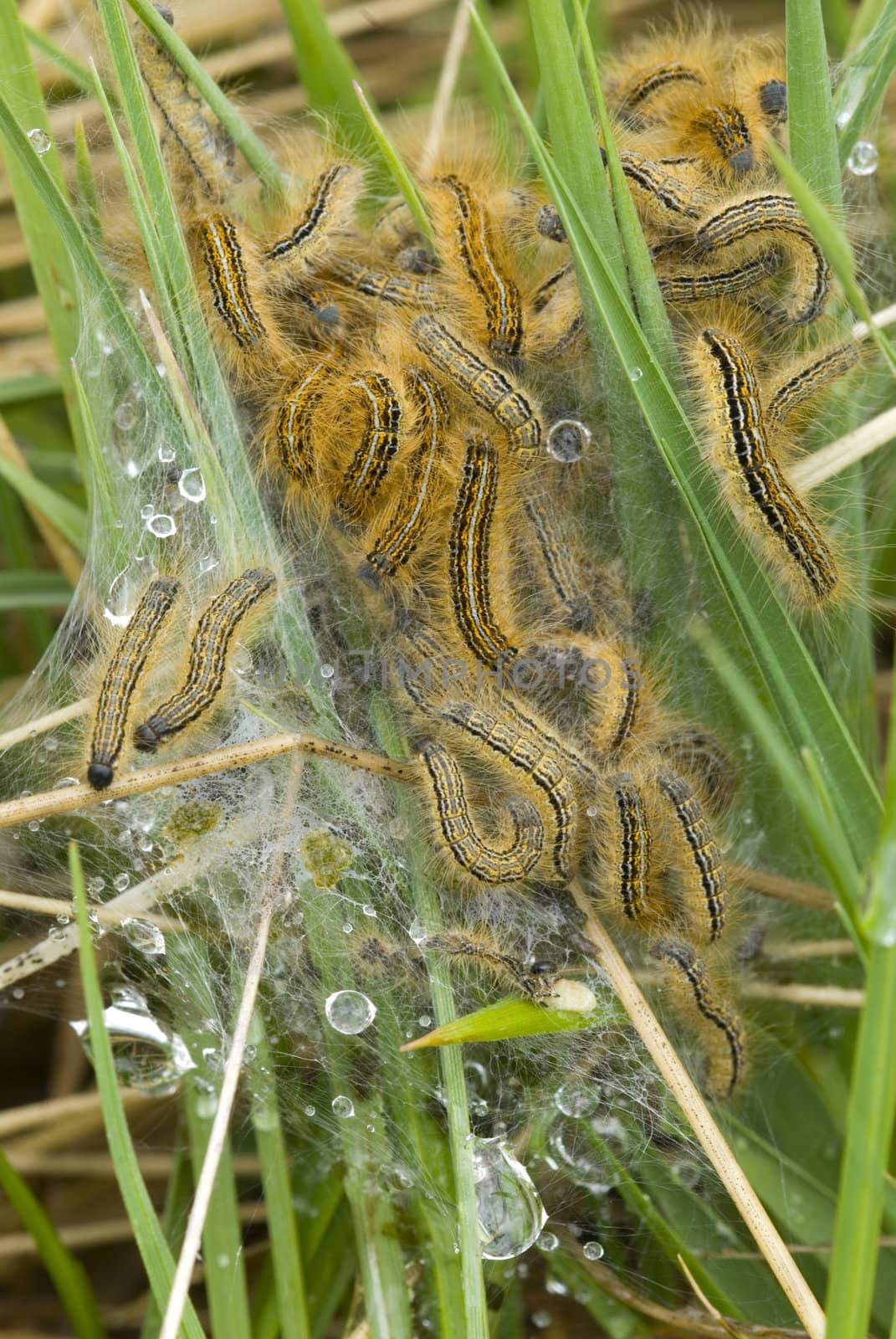  Colony nest of caterpillars among grass and dew drops