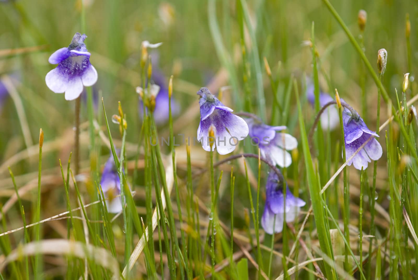 Flowers of  the carnivorous plant Butterwort (Pinguicula vulgaris) 