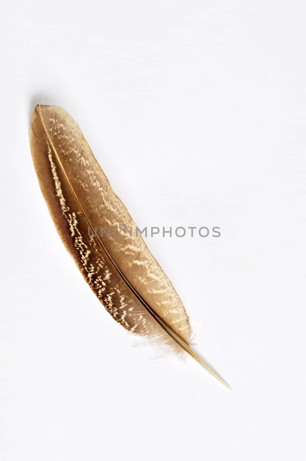 Wild bird feather on a white background