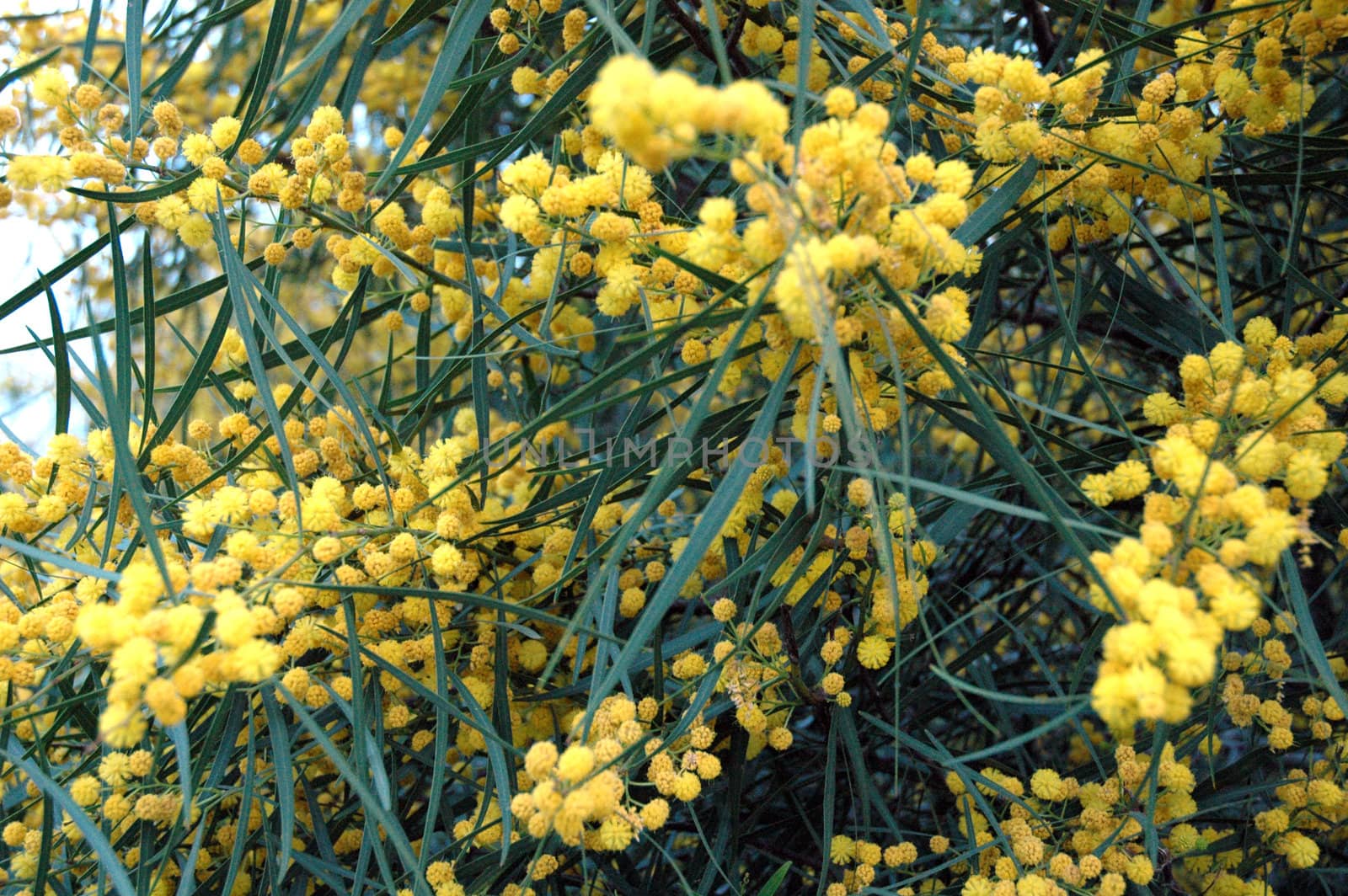 Mimosa branch