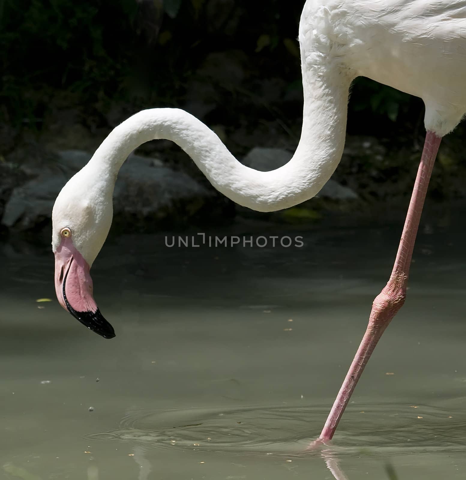 Closeup of head, neck and leg of a pink flamingo bird