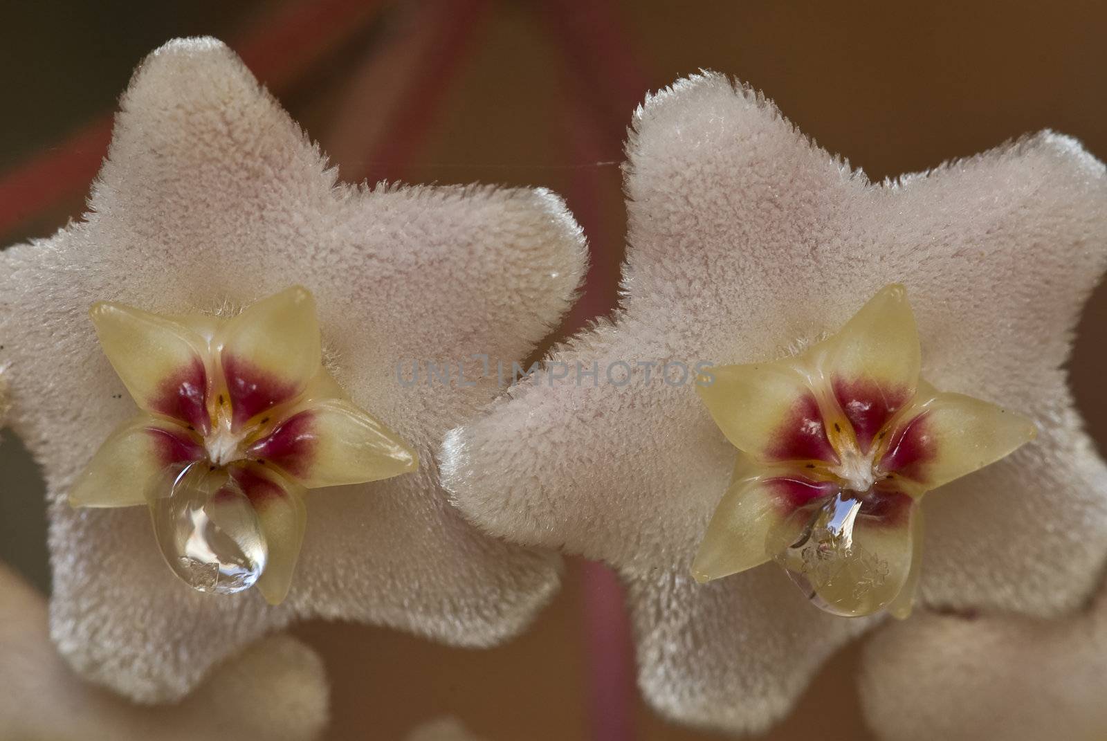  Flowers with drops of nectar of Wax plant (Hoya carnosa)