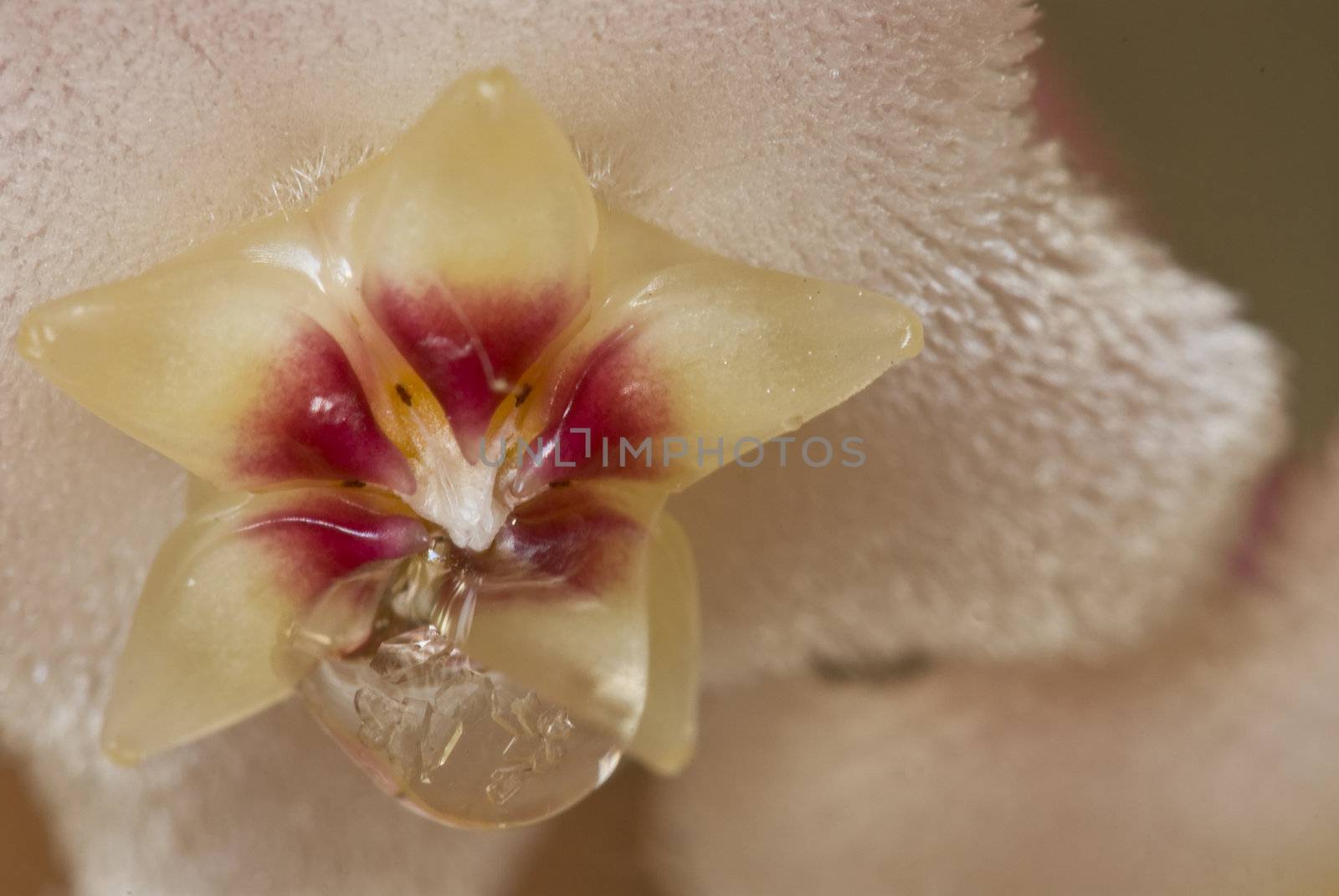  Flowers with drops of nectar of Wax plant (Hoya carnosa) 