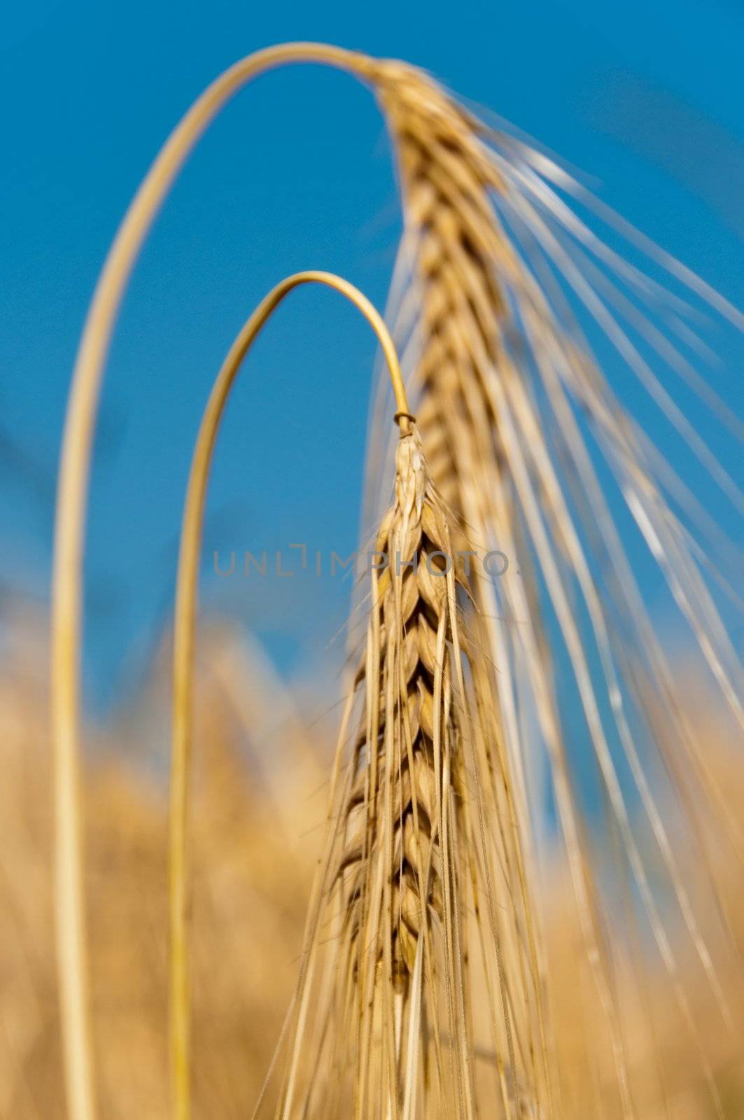 field of barley