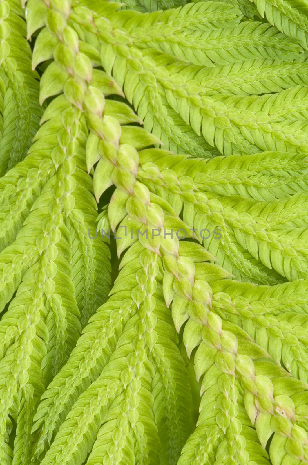 Tropical fern leaf closeup with small scales