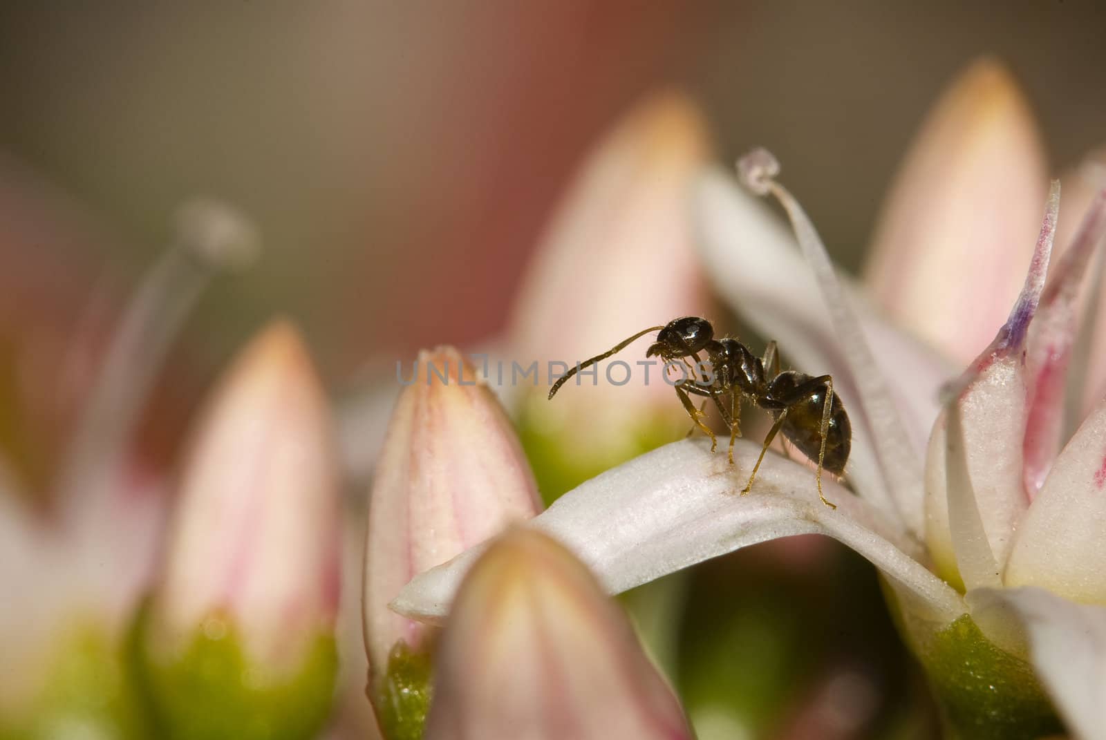 Ant on a petal of pink flowers 