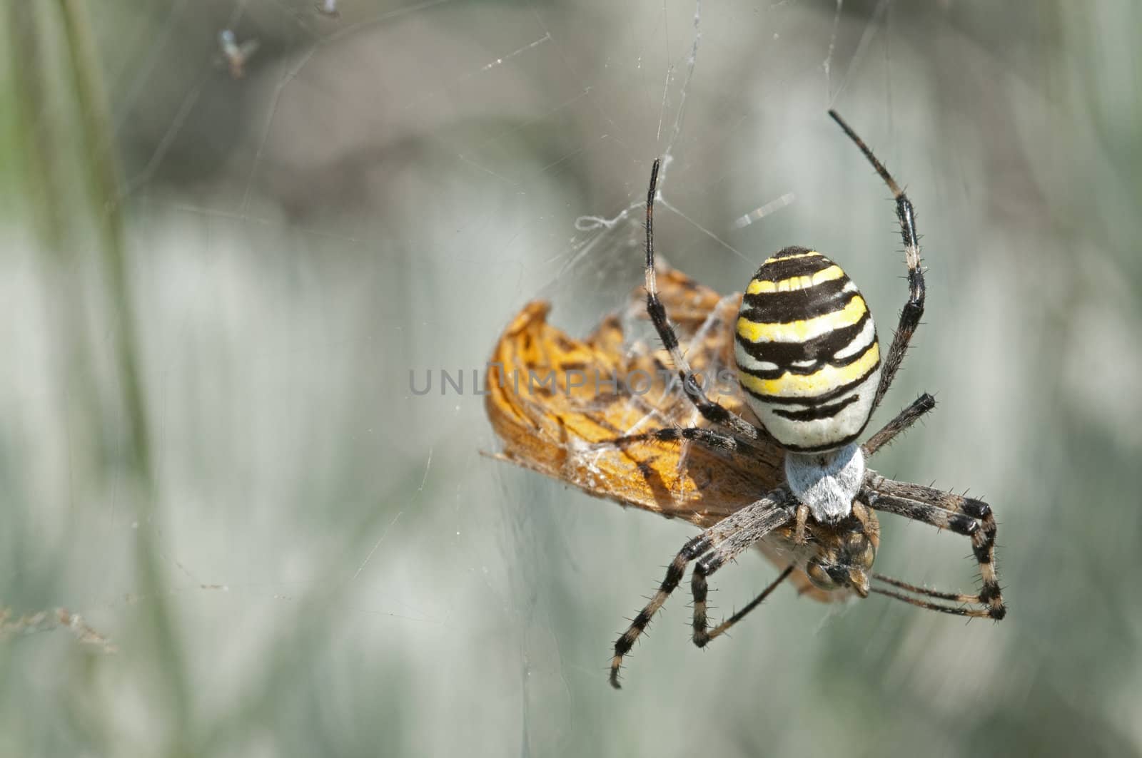 Argo spider with a just caught butterfly prey