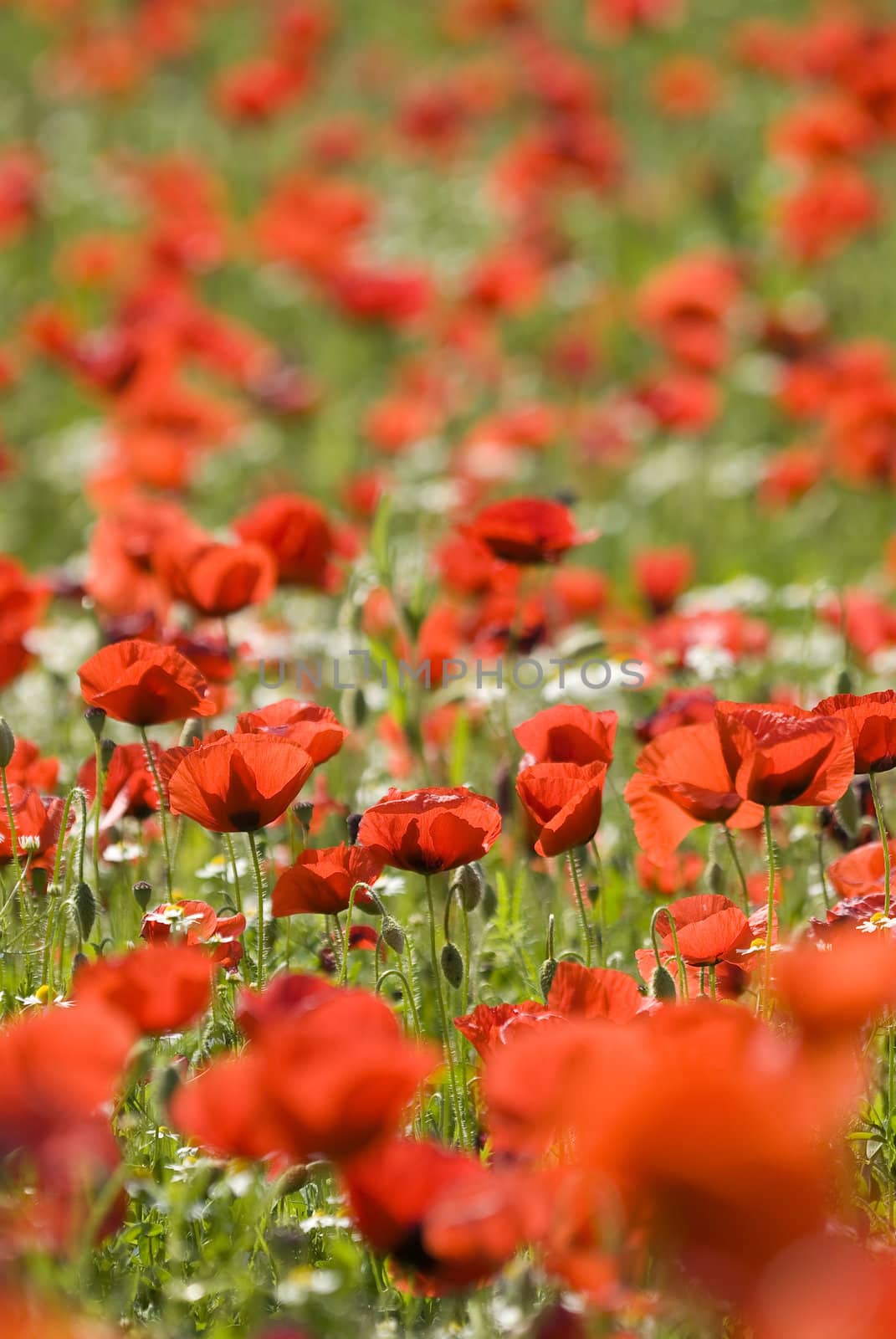 Poppy field under midday sun of Summer