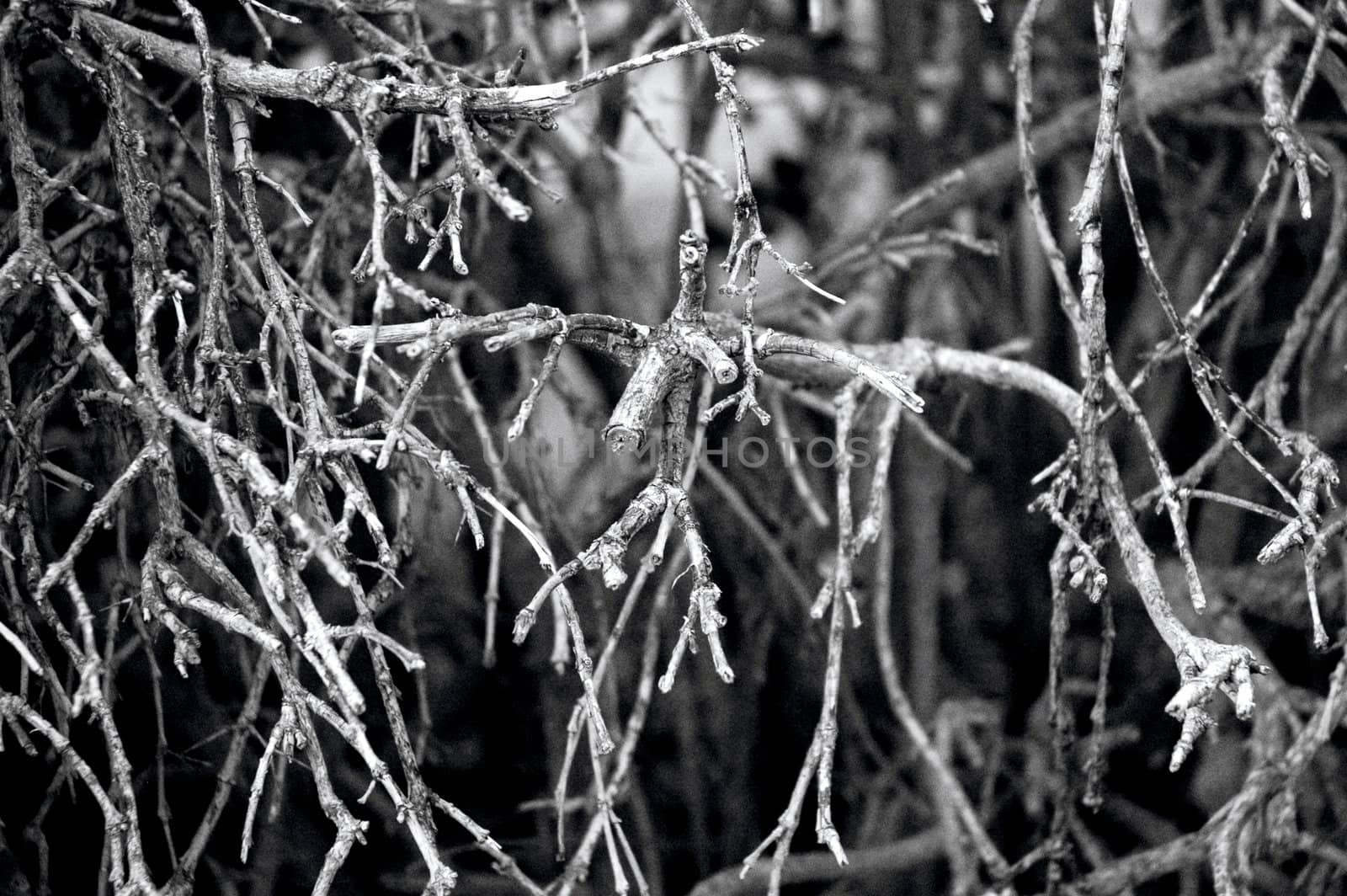 Branches of an old dry tree