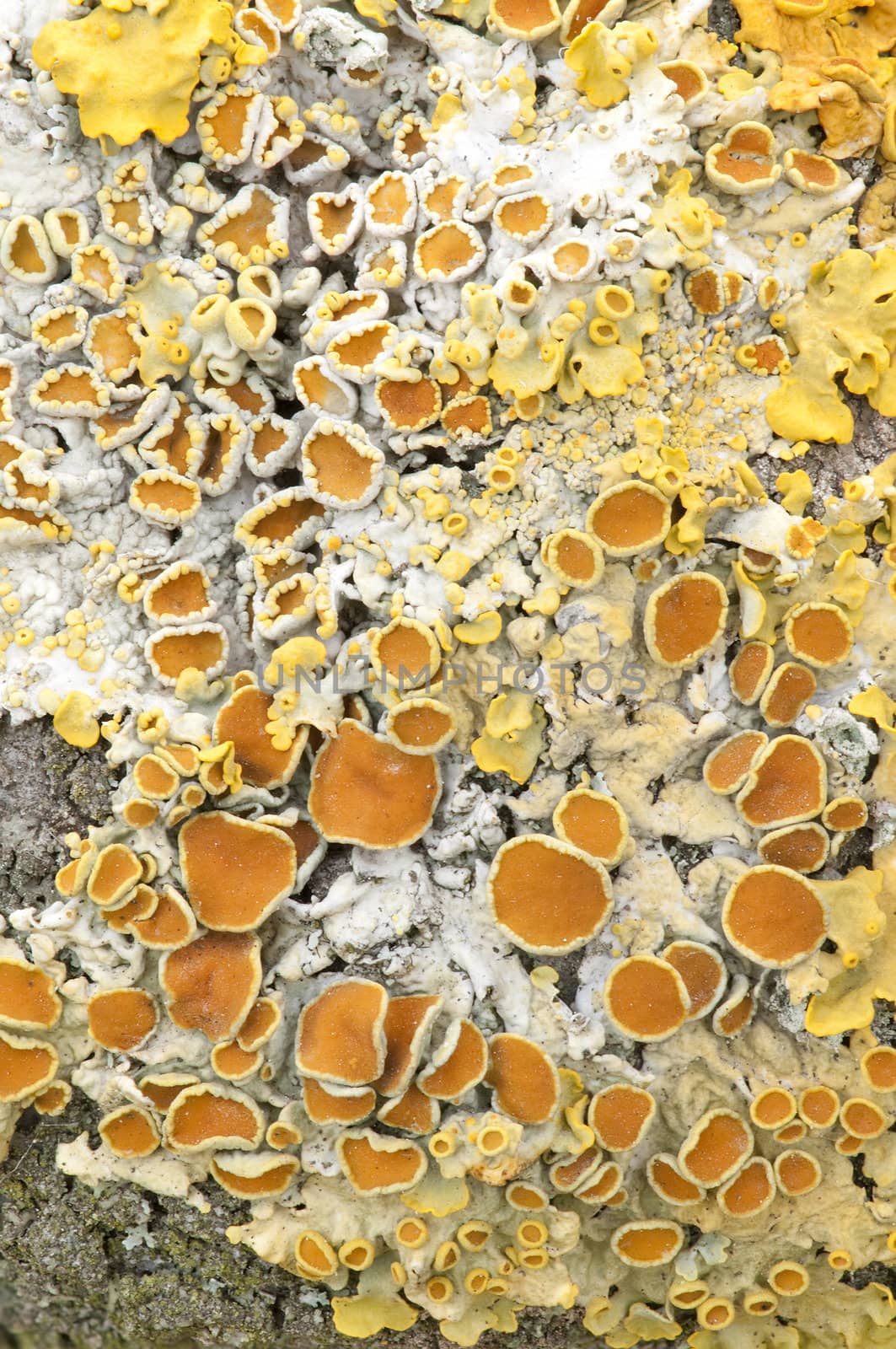 Cup-shaped yellow and orange lichens on bark