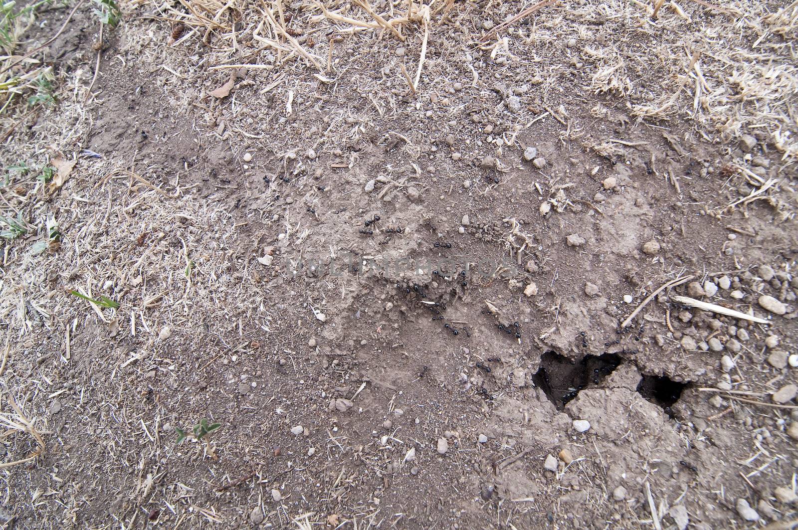 Black ants bringing food into nest