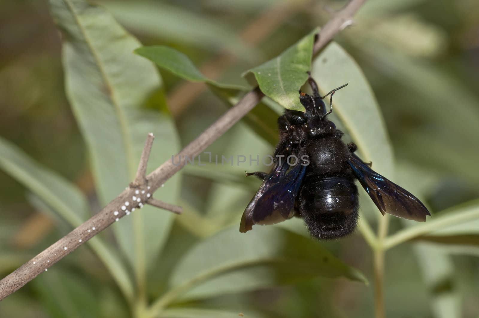 Mating of Xylocopa violacea, European carpenter bee