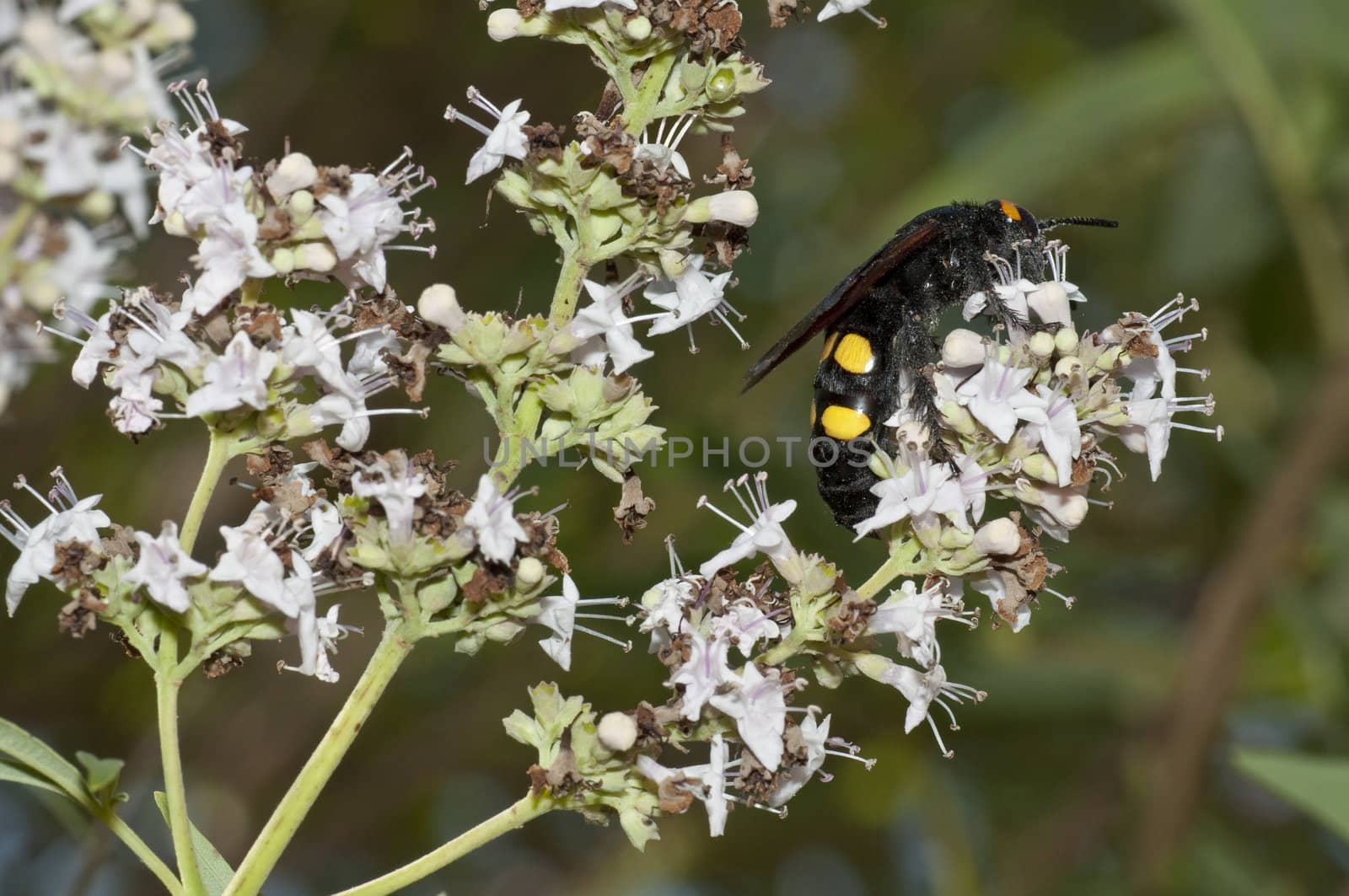 Potter wasp hunting for pollen on white flowers, Eumenidae