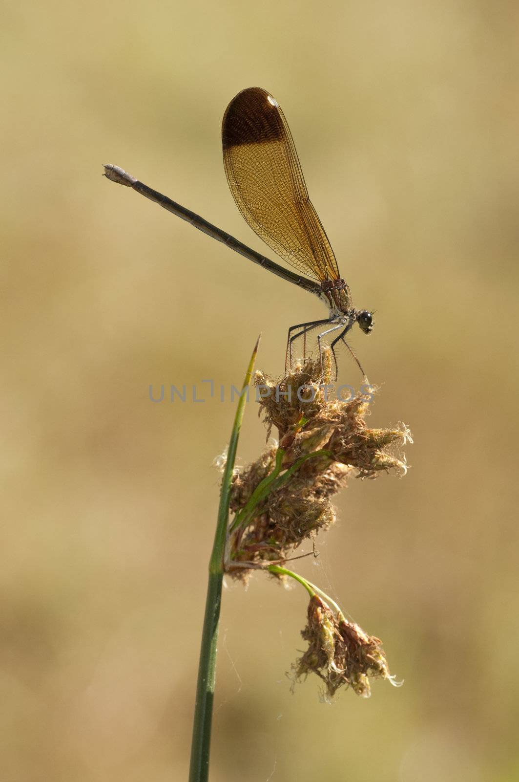 Female of the damselfly Calopteryx haemorrhoidalis