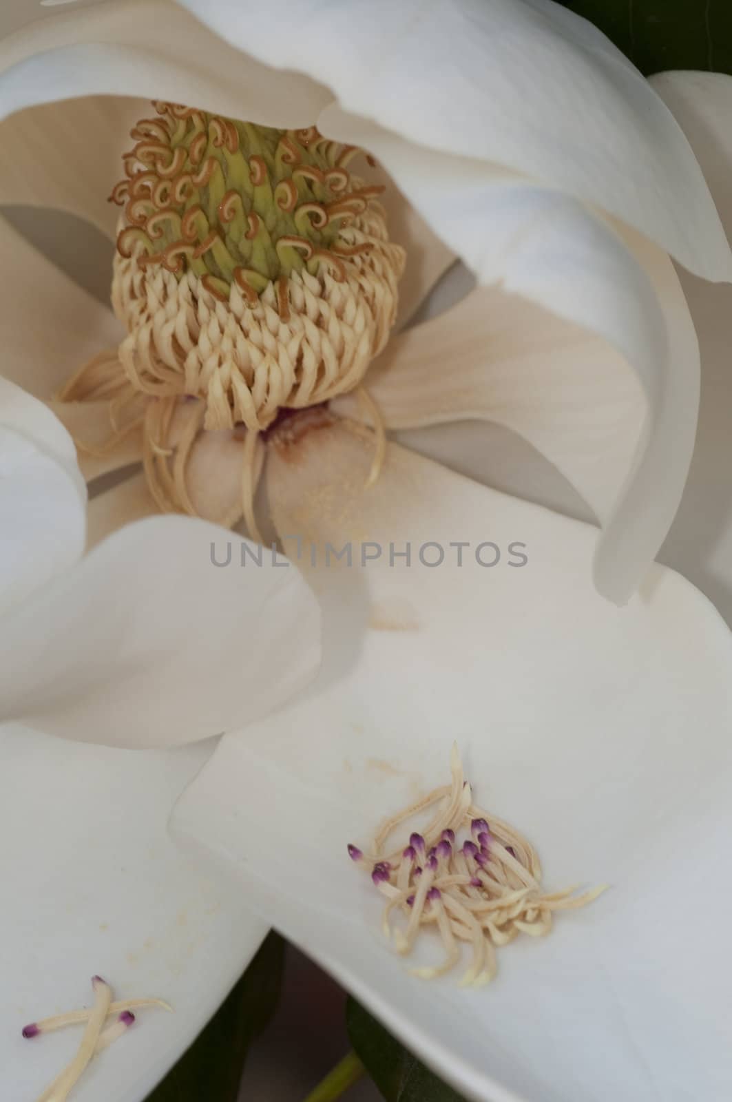 Flower of the Magnolia grandiflora, the Southern magnolia or bull bay, tree of the family Magnoliaceae