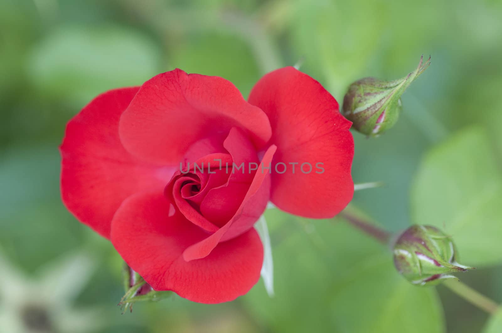 Red rose and buds with green background