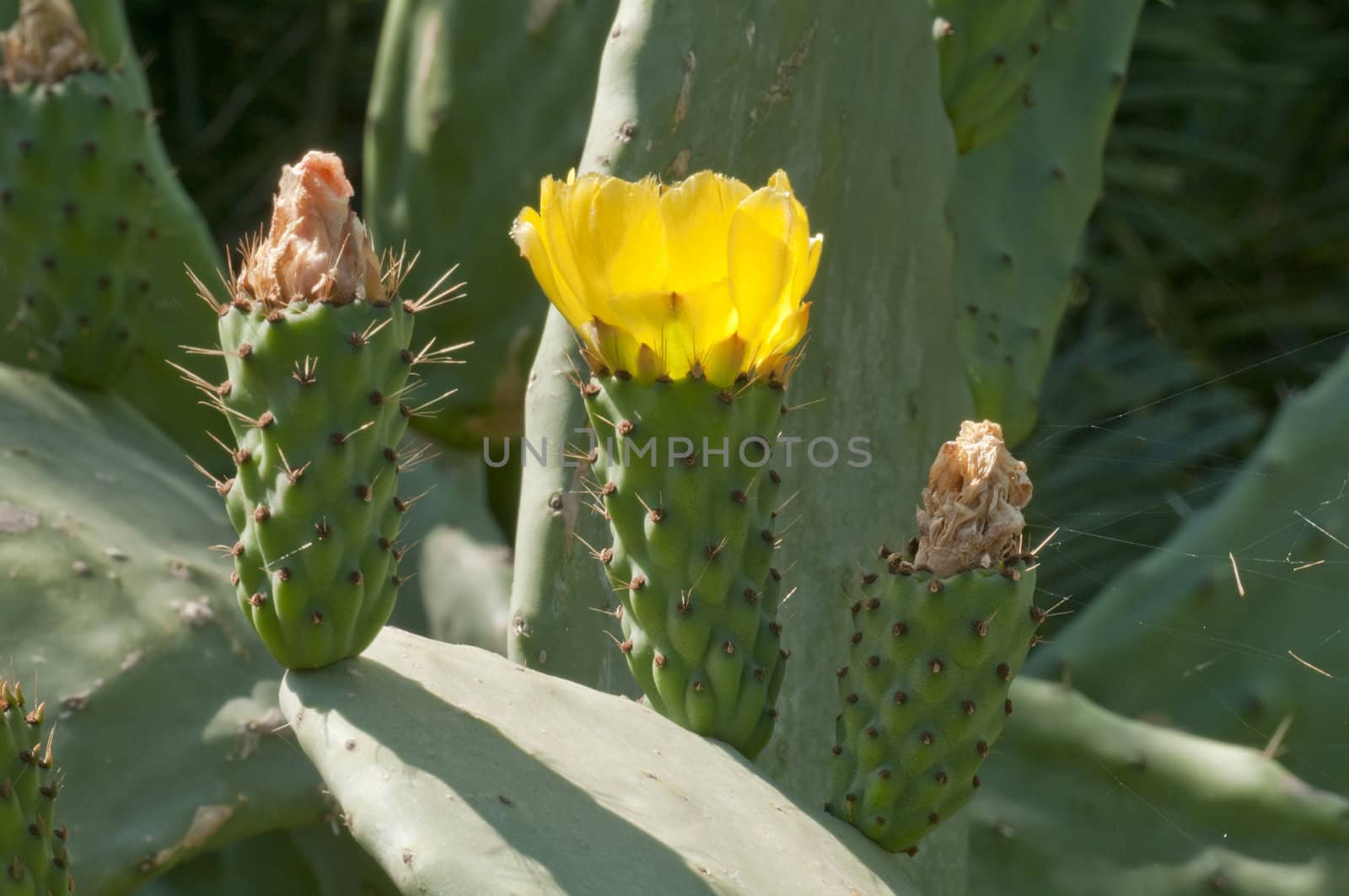 Prickly pear yellow flower of Opuntia ficus/indica