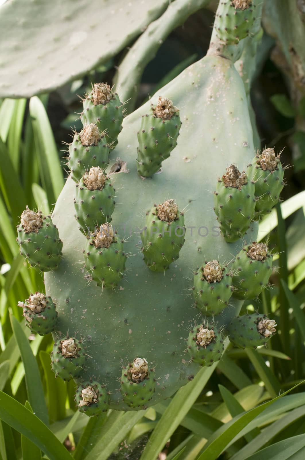 Prickly pears of Opuntia ficus/indica