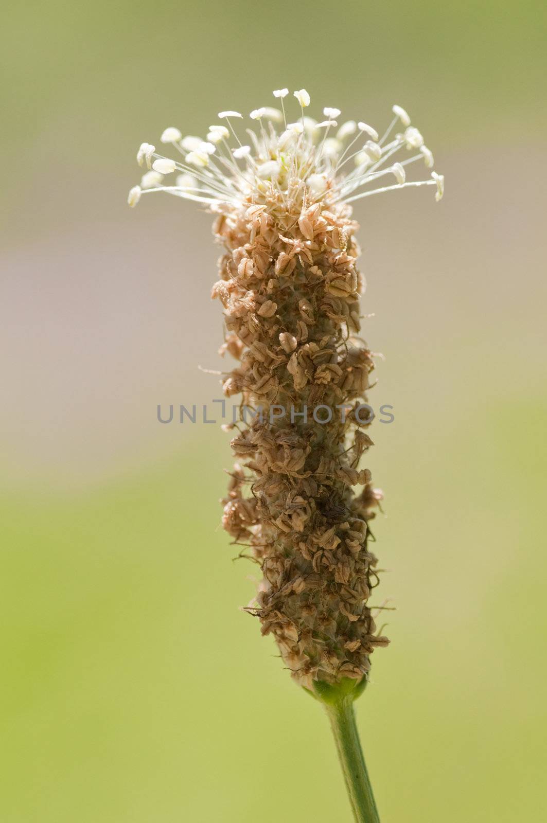 Closeup of a flower spike of Plantago