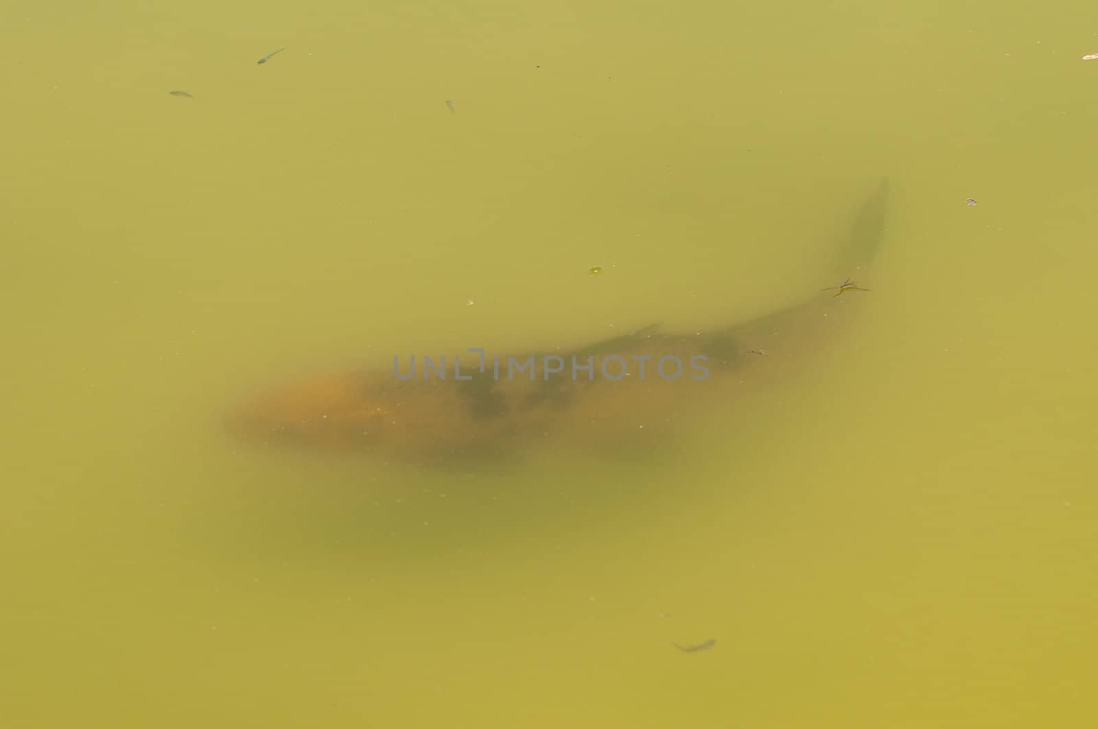 Koi fish, Japanese ornamental domesticated variety of the carp Cyprinus carpio