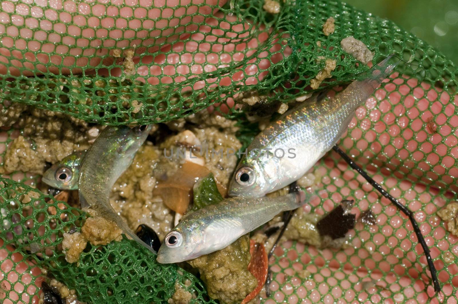 Fresh water pumpkinseed fish caught on net