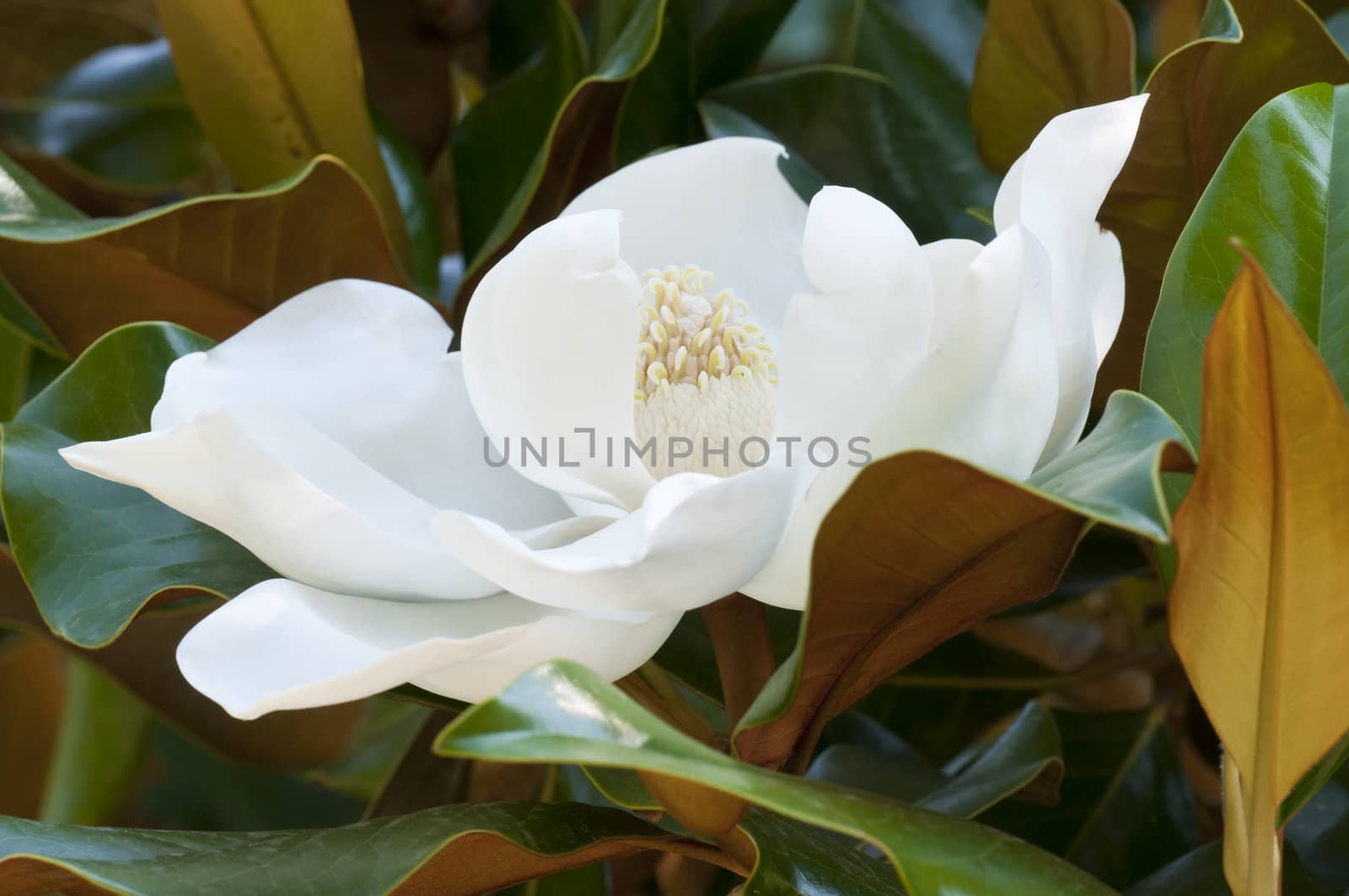 Flower of the Magnolia grandiflora, the Southern magnolia or bull bay, tree of the family Magnoliaceae