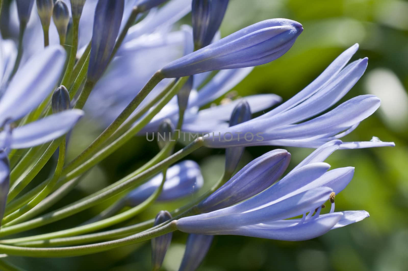 Ornamental blue allium flowers in backlight