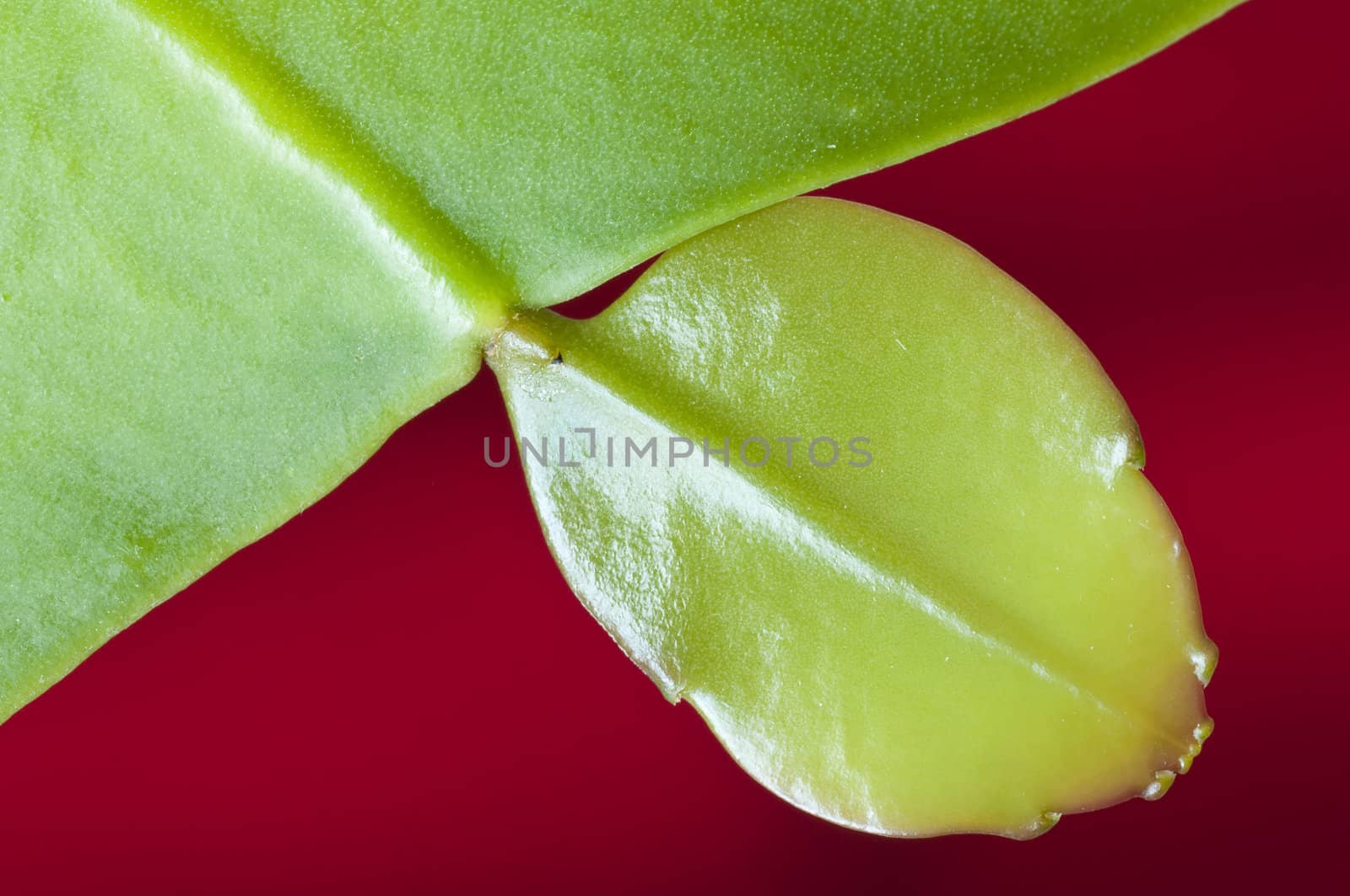 Closeup of a succulent plant shining leaf