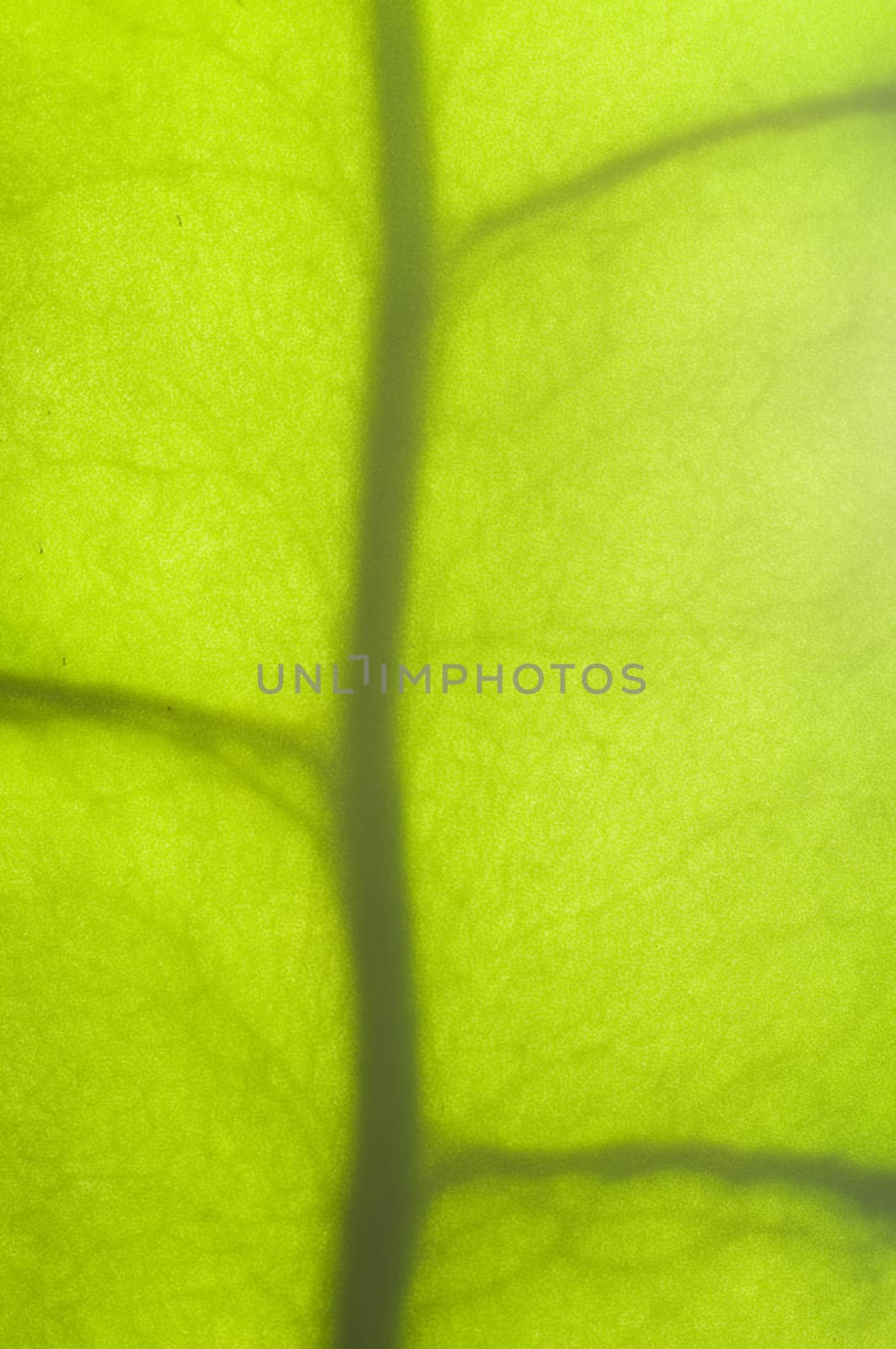Closeup of a succulent plant leaf in backlight