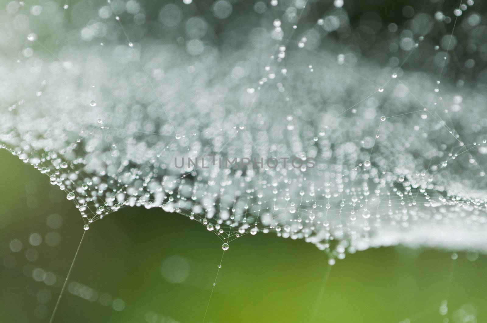 Spider web with dew drops in back light