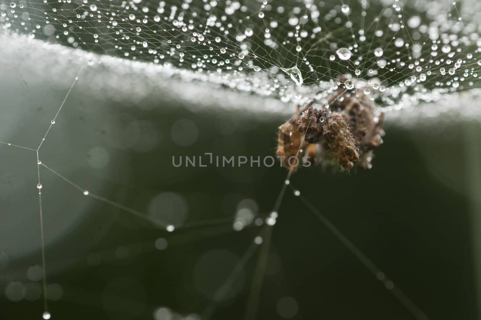 Spider web with dew drops in back light