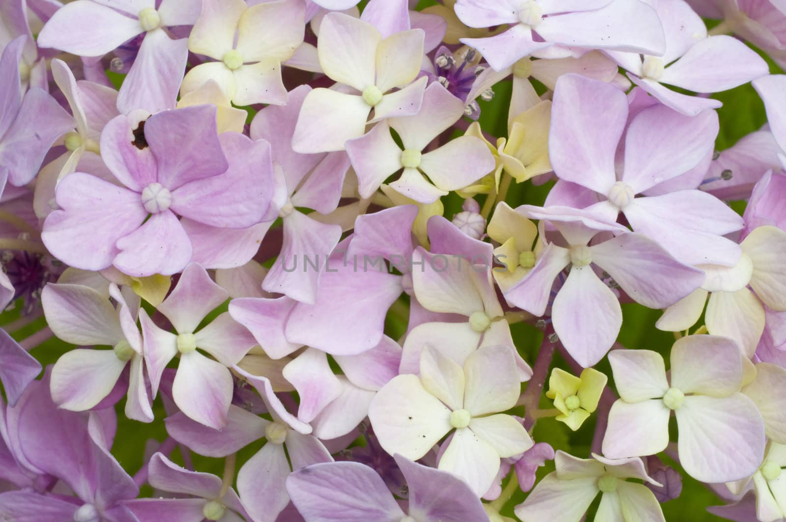 Closeup of pink flowers of hydrangea, Hortensia