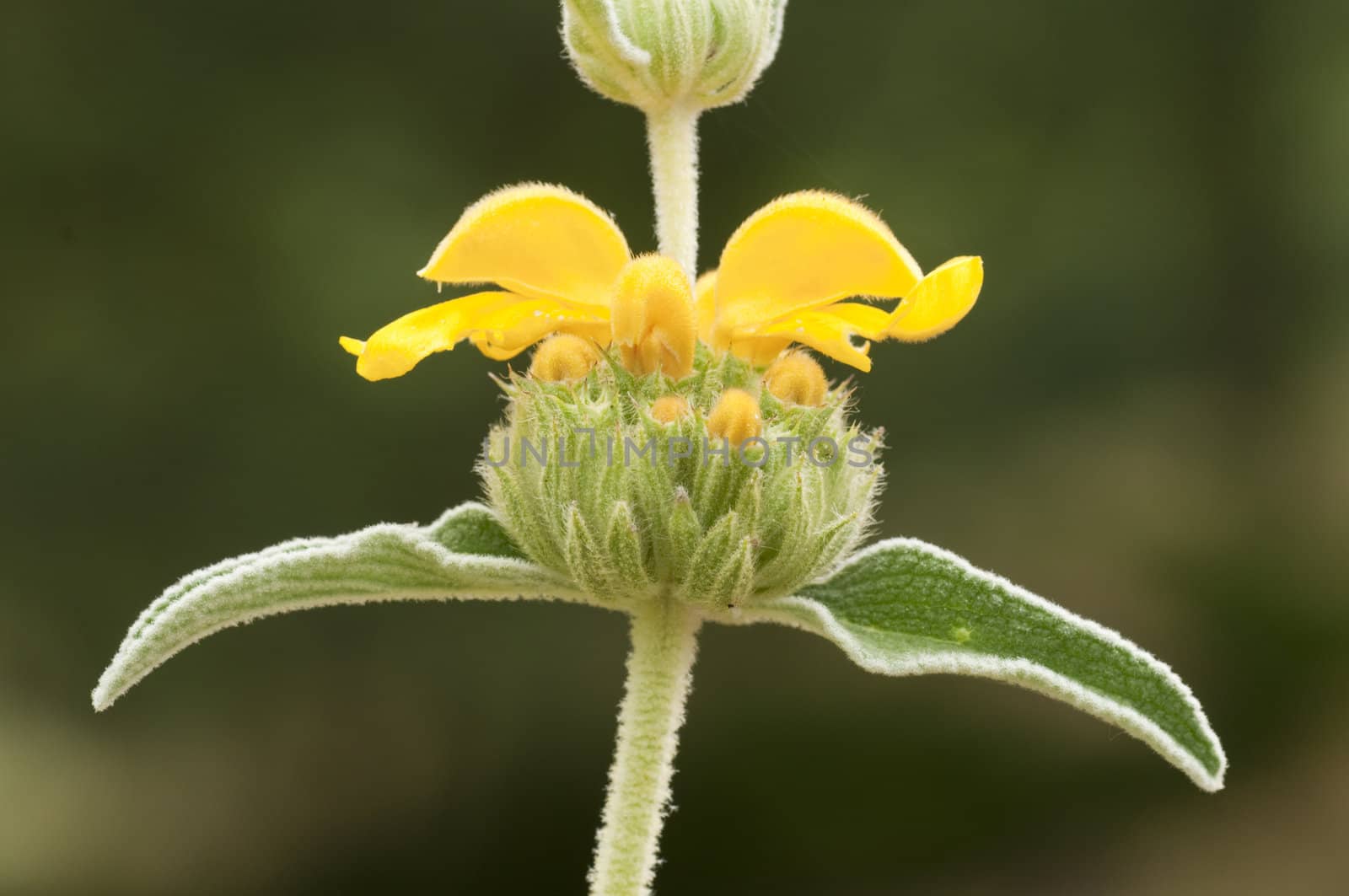 Leaves and Yellow flowers of an ornamental Sage