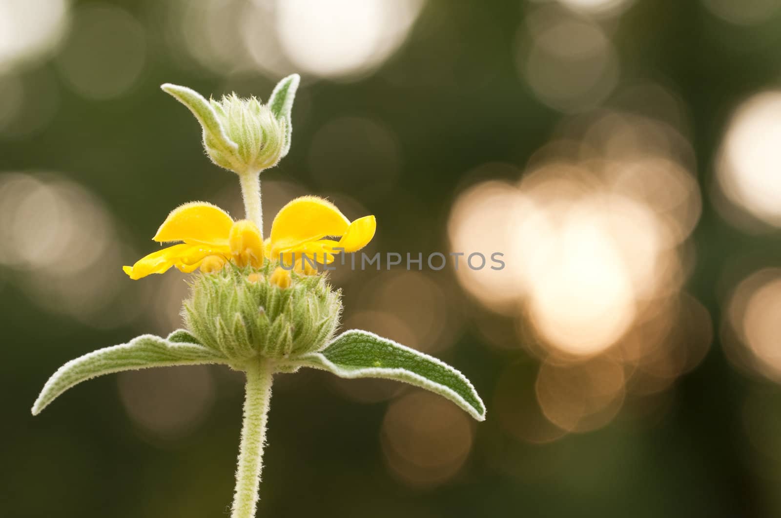 Leaves and Yellow flowers of an ornamental Sage