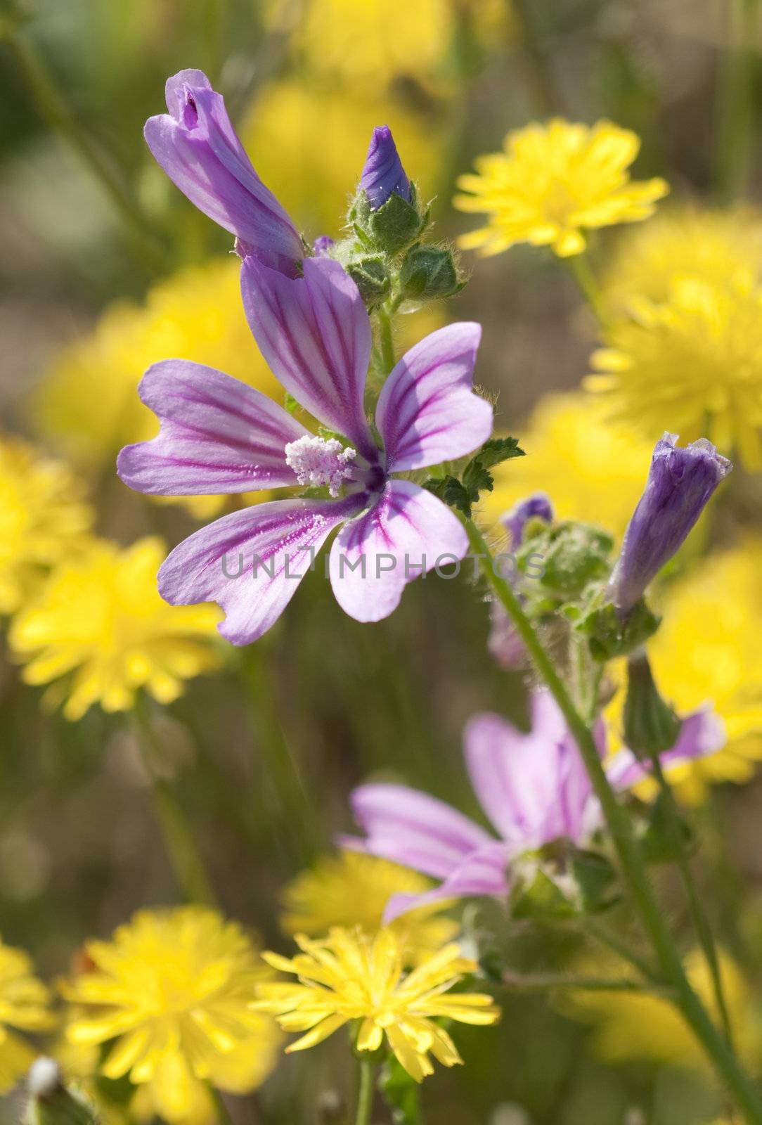 Flowers of Mauve under a summer, midday sun and among dandelions